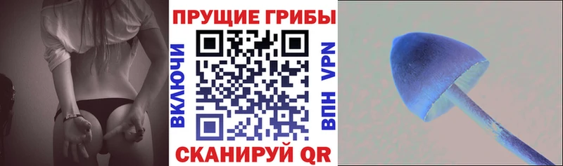 где продают   Клин  Галлюциногенные грибы Cubensis 